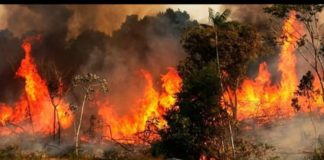 O significado do desmonte ambiental de Bolsonaro